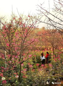 春节期间,这些景点场面火爆,揭西旅游市场迎来 开门红
