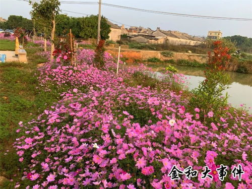 美 揭西这个网红地新增一片 粉红色花海 ,快来打卡吧